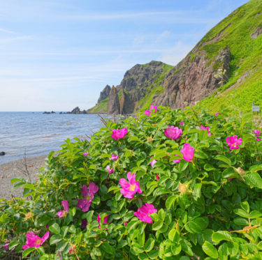 「ボーダーツーリズム検定」を４地域で実施しています。 1-2